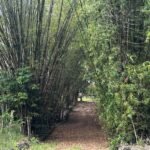 Granja no Conde beira de pista com 11,9 hectares com nascente de água mineral