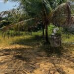 Granja no Conde beira de pista com 11,9 hectares com nascente de água mineral