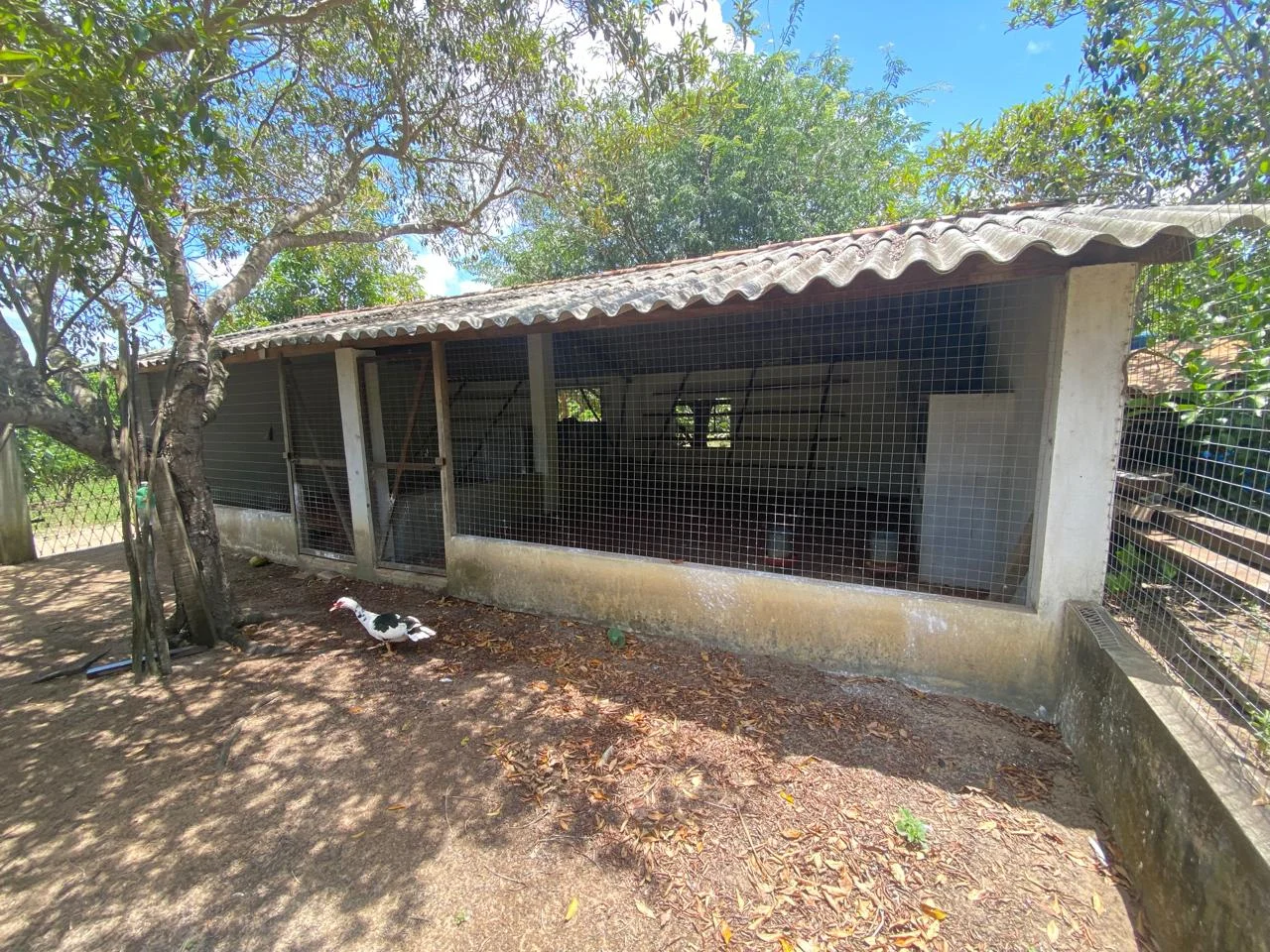 Chácara em Lucena com 4.600m², Casa e Árvores Frutíferas