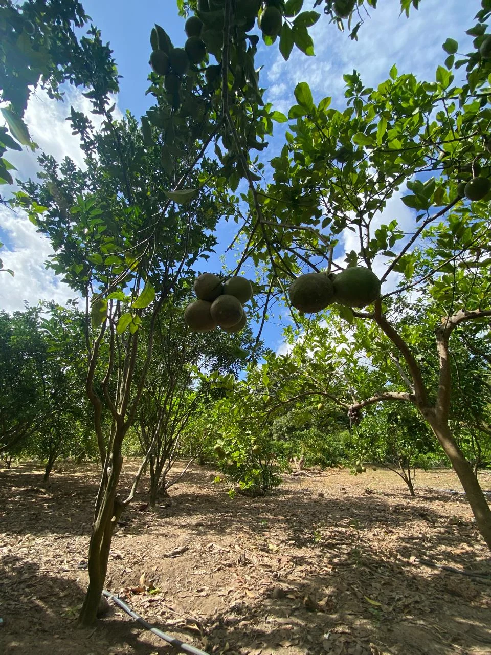 Chácara em Lucena com 4.600m², Casa e Árvores Frutíferas