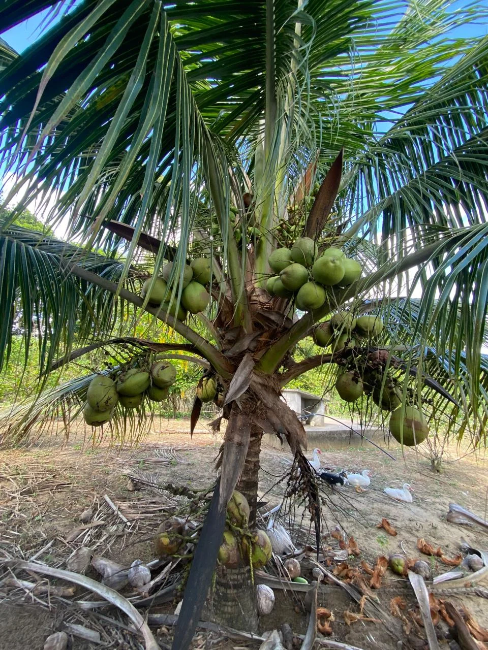 Chácara em Lucena com 4.600m², Casa e Árvores Frutíferas