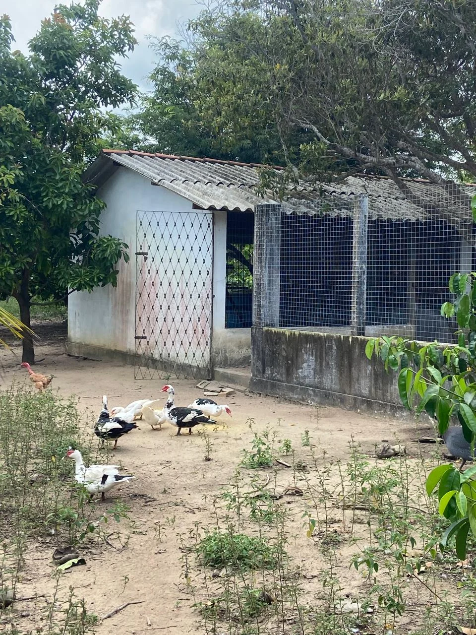 Chácara em Lucena com 4.600m², Casa e Árvores Frutíferas
