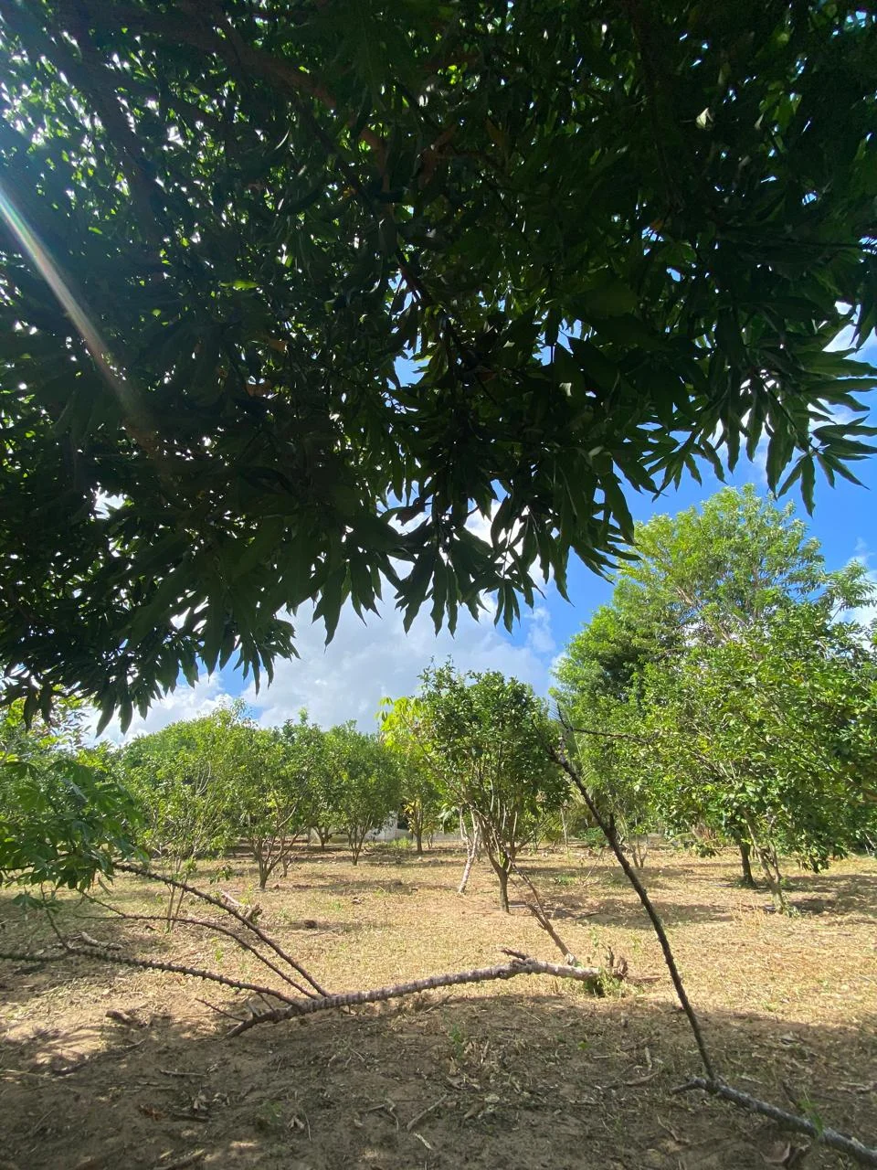 Chácara em Lucena com 4.600m², Casa e Árvores Frutíferas
