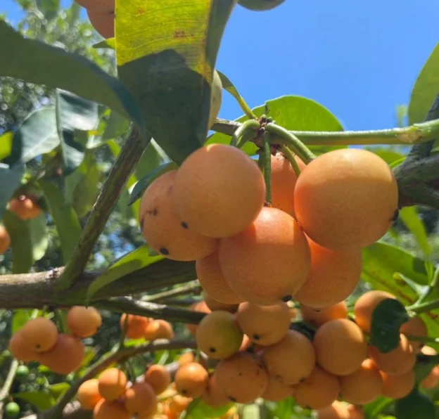 Chácara em Lucena com 4.600m², Casa e Árvores Frutíferas
