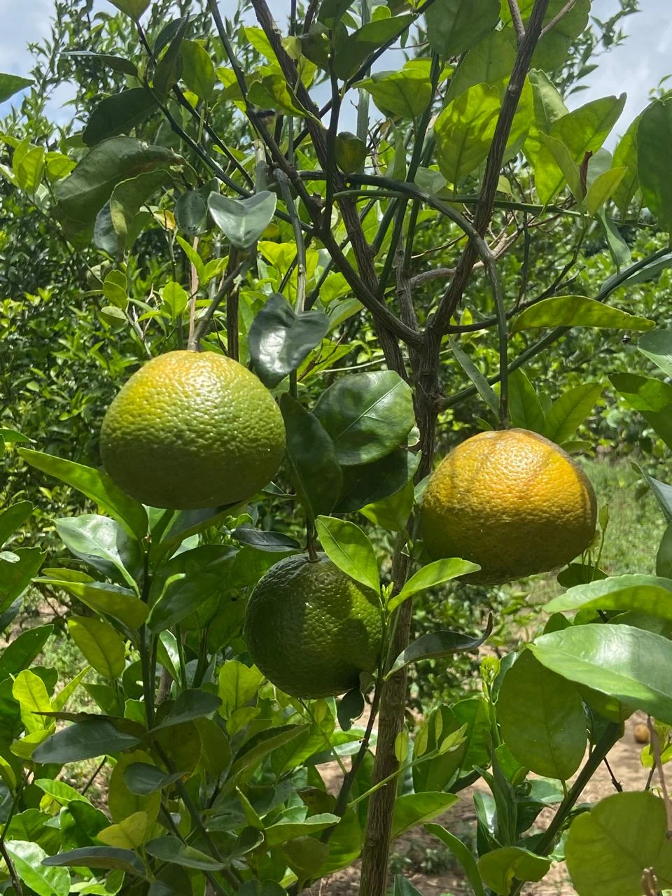 Chácara em Lucena com 4.600m², Casa e Árvores Frutíferas