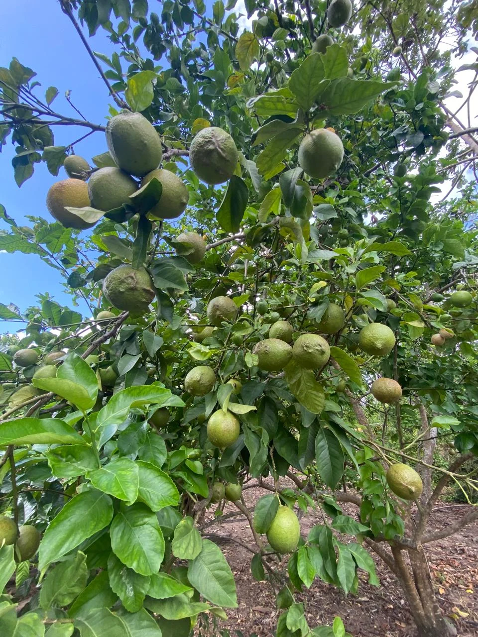 Chácara em Lucena com 4.600m², Casa e Árvores Frutíferas