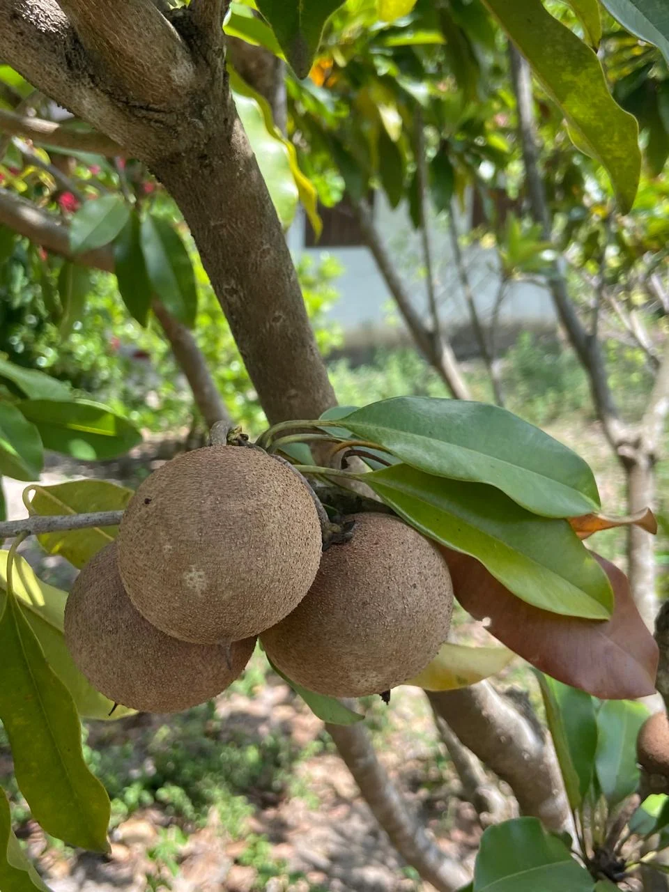 Chácara em Lucena com 4.600m², Casa e Árvores Frutíferas