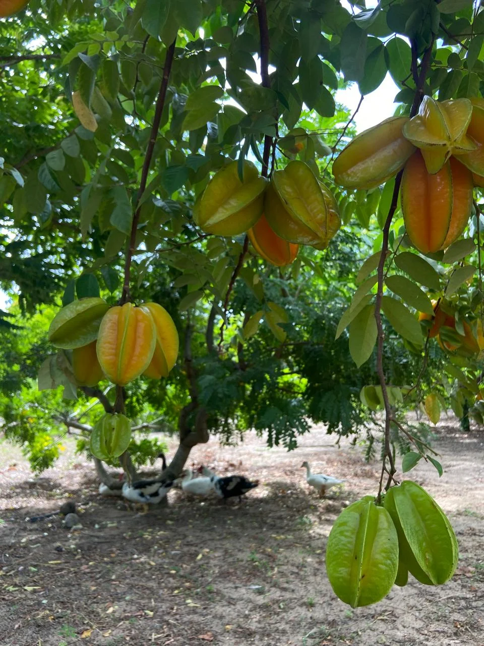 Chácara em Lucena com 4.600m², Casa e Árvores Frutíferas