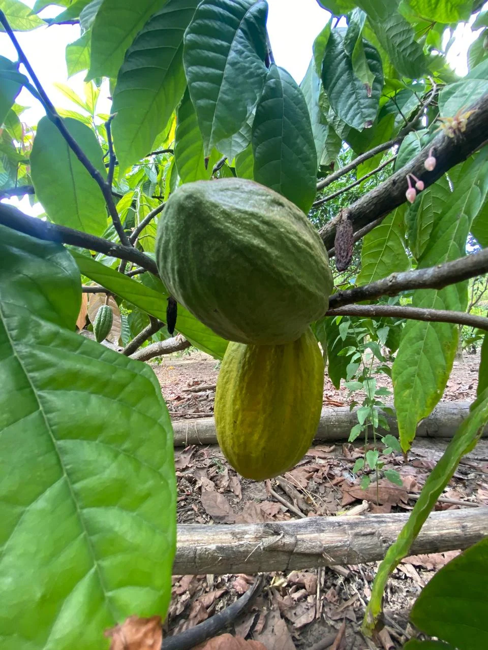 Chácara em Lucena com 4.600m², Casa e Árvores Frutíferas